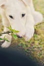 Cute white borzoi puppy in the garden or backyard. Russian greyhound dog outside chewing, tearing and ripping branches from a bush