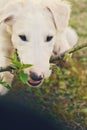 Cute white borzoi puppy in the garden or backyard. Russian greyhound dog outside chewing, tearing and ripping branches from a bush