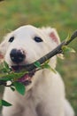 Cute white borzoi puppy in the garden or backyard. Russian greyhound dog outside chewing, tearing and ripping branches from a bush