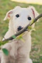 Cute white borzoi puppy in the garden or backyard. Russian greyhound dog outside looking at the camera. Some bushes, branches or Royalty Free Stock Photo