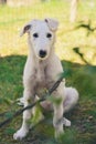 Cute white borzoi puppy sitting in the garden or backyard. Russian greyhound dog outside looking at the camera. Some blurry bushes Royalty Free Stock Photo