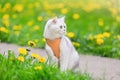 a cute white British cat sits on the grass with yellow dandelions, in spring Royalty Free Stock Photo