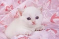 Cute white british cat kitten