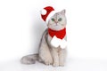 a cute white british cat, sits in the red cap of Santa Claus and red scarf Royalty Free Stock Photo