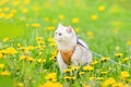 a cute white British cat walks in the spring on the grass with yellow dandelions, looks away. Royalty Free Stock Photo