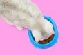 Cute white British kitten eats dry food Royalty Free Stock Photo