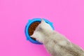Cute white British kitten eats dry food Royalty Free Stock Photo