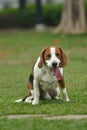 Beagle tri-color dog seating Royalty Free Stock Photo