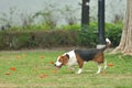 Beagle tri-color dog seating Royalty Free Stock Photo