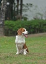 Beagle tri-color dog seating Royalty Free Stock Photo