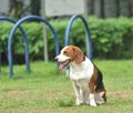 Beagle tri-color dog seating Royalty Free Stock Photo