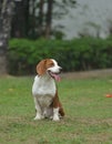 Beagle tri-color dog walking Royalty Free Stock Photo