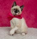 white and brown and blue eyed kitten cat wearing a pink bow tie portrait Royalty Free Stock Photo