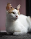 Cute white and brown cat lying on the carpet at home Royalty Free Stock Photo