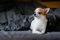 Cute white and brown Chihuahua dog under blanket in bed Royalty Free Stock Photo