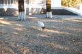 Cute white brown dog walking and resting in the park Royalty Free Stock Photo