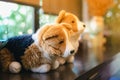 Cute white and brown dogs doll sit on counter near large glass window in coffee shop. Lovely animal toys decoration in cafe. Royalty Free Stock Photo