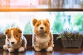 Cute white and brown dogs doll sit on counter near large glass window in coffee shop. Lovely animal toys decoration in cafe. Royalty Free Stock Photo