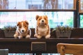 Cute white and brown dogs doll sit on counter near large glass window in coffee shop. Lovely animal toys decoration in cafe. Royalty Free Stock Photo