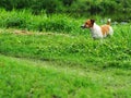 Cute white brown fat lovely jack Russell dog backside selective focus playing resting outdoor in authentic green grass field Royalty Free Stock Photo