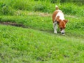 Cute white brown fat lovely jack Russell dog backside selective focus playing resting outdoor in authentic green grass field Royalty Free Stock Photo