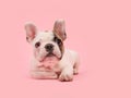 Cute white and brown french bulldog puppy lying down on a pink background
