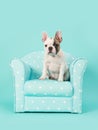 Cute white and brown french bulldog puppy sitting in a blue chair on a mint blue background