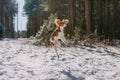 A cute white and brown king charles spaniel, standing in a snow covered woodland setting. Plays with the snow