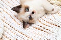 A cute white and brown kitten, a British Shorthair, lies upside down on a soft lace plaid. Little beautiful cat