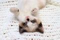 A cute white and brown kitten, a British Shorthair, lies upside down on a soft lace plaid. Little beautiful cat