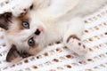 A cute white and brown kitten, a British Shorthair, lies upside down on a soft lace plaid. Little beautiful cat