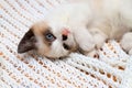 A cute white and brown kitten, a British Shorthair, lies upside down on a soft lace plaid. Little beautiful charming newborn cat