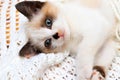 A cute white and brown kitten, a British Shorthair, lies upside down on a soft lace plaid. Little beautiful newborn cat