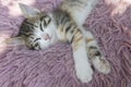 cute white-brown kitten sleeps sweetly on a pink pillow,childhood for pets Royalty Free Stock Photo