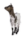 Pygmy goat on white background Royalty Free Stock Photo