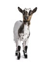 Pygmy goat on white background Royalty Free Stock Photo