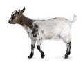Pygmy goat on white background Royalty Free Stock Photo