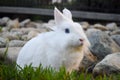 Bunny playing in the grass