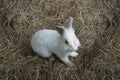 Cute white bunny rabbit