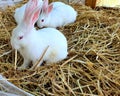 Cute white bunny rabit grass Royalty Free Stock Photo