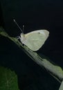 Cute white butterfly sitting on green leaf Royalty Free Stock Photo