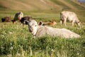 Cute white calf lying in high grass on a meadow. Cows in the background.