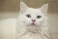 Cute white cat with big eyes staring up