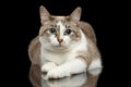 Cute White Cat, Blue eyes, Funny paws, Isolated Black Background Royalty Free Stock Photo