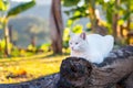 Cute white cat with blue eyes on a timber