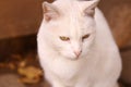 Cute white cat with brigth yellow eyes