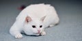 Cute white cat on carpet Royalty Free Stock Photo