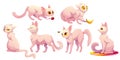 Cute white cat character in different poses