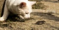 Cute white cat chases a little mouse that runs away