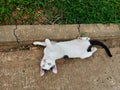 A cute white cat glared with yellow eyes. Kitten play while lying down and raise their hands